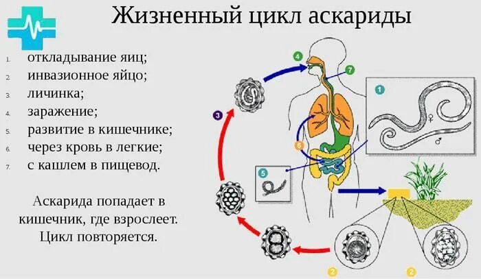 Какой вред могут причинять взрослые аскариды организму. ЖЦ аскариды человеческой. Цикл развития аскариды. Жизненный цикл аскариды человеческой схема. Цикл развития аскариды схема.