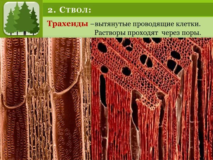 Древесина состоит из тканей