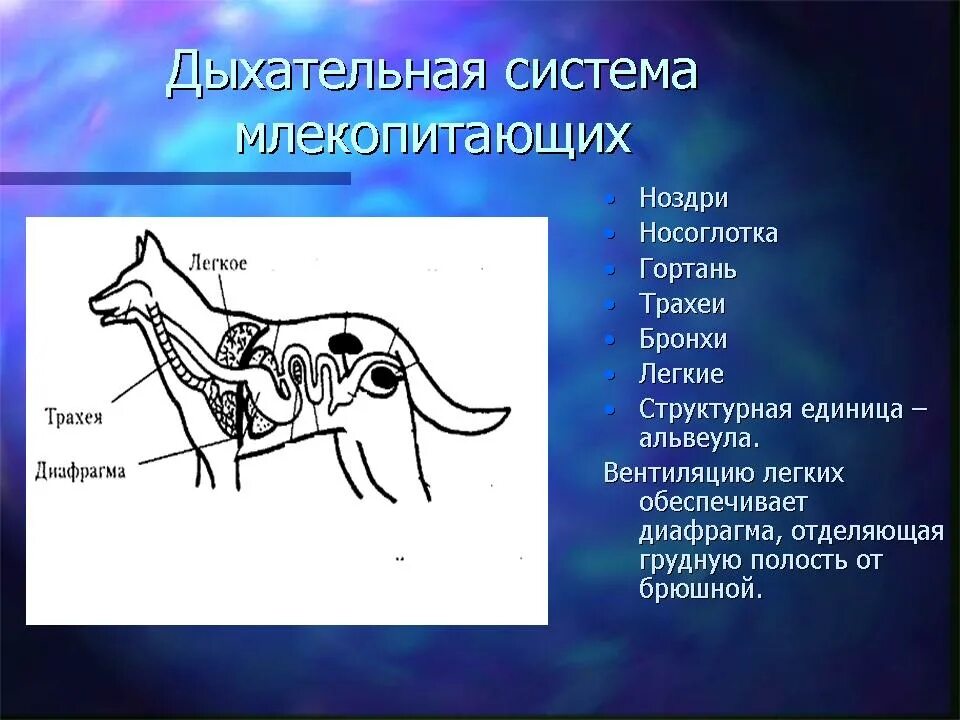 Дыхательная система собаки. Дыхательная система млекопитающих 7 класс. Органы дыхательной системы млекопитающих 7 класс. Дыхательная система млекопитающих 7 класс схема. Дыхательная система млек.