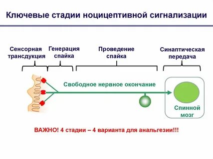 Сенсорная обработка информации