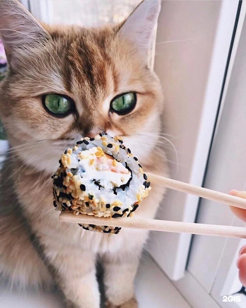 Суше кот. Кот и роллы. кошка и роллы. суши кот. котик суши.