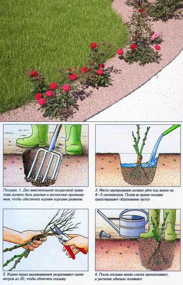 Как правильно посадки сделать. Посадка плетистых роз весной. Посадка чайно гибридных роз. Правильная посадка плетистой розы. Схемы посадки роз флорибунда.