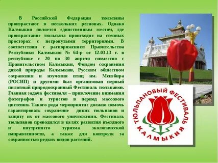 Тюльпан символ чего