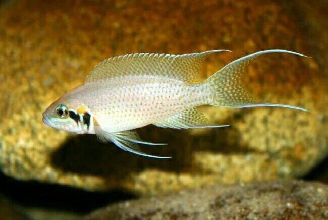 Принцесса Бурунди (Neolamprologus brichardi) 2,5-3 см купить за 101 руб. - ZOOMI