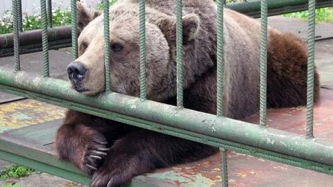 Животные зоопарка медведь