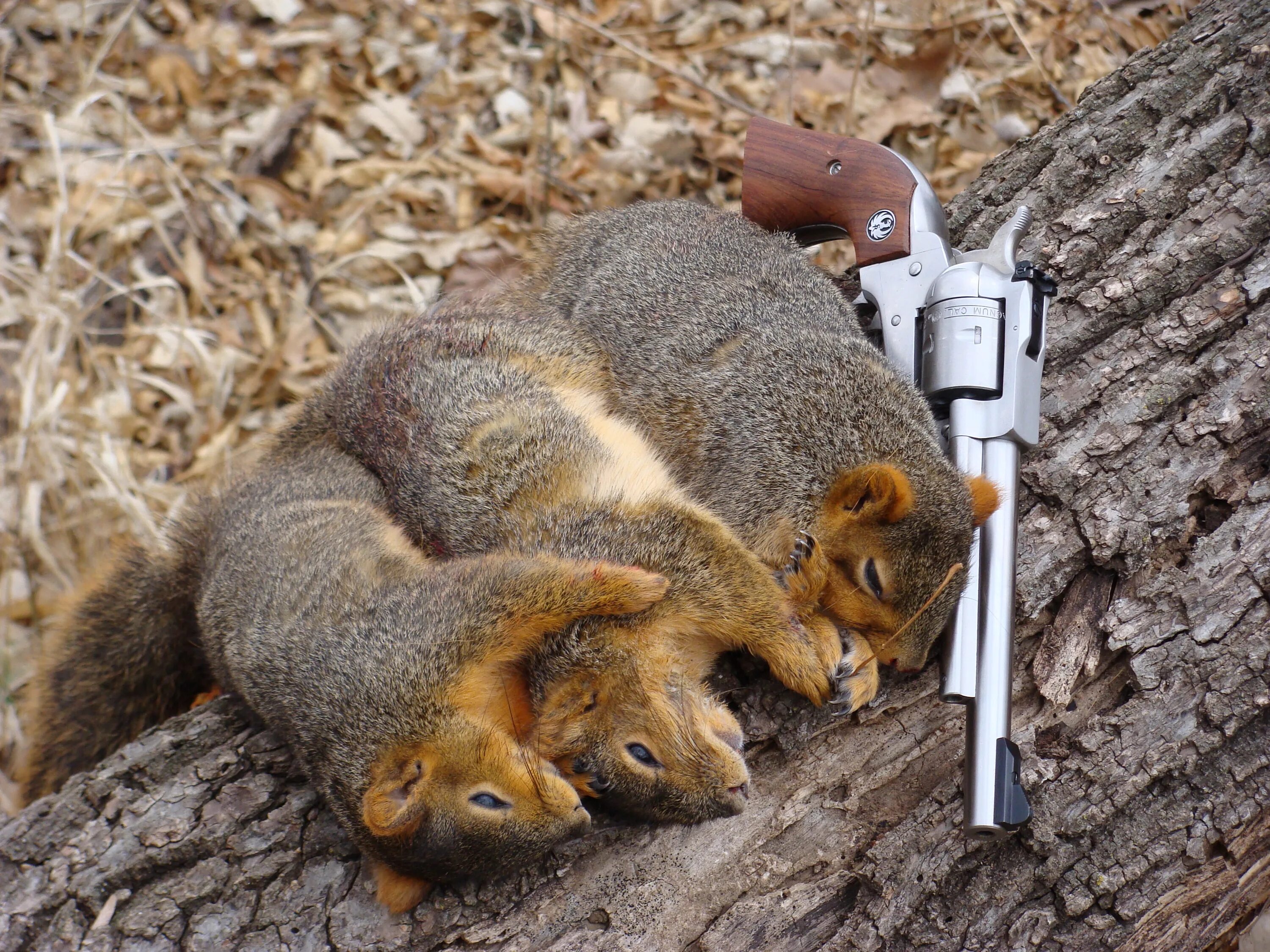 Squirrel with a Gun. Точилка Squirrel. Squirrel and arrow группа. Squirrel Patrone. Rat hunting