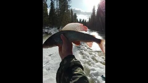 Рыбалка с дрюней новые