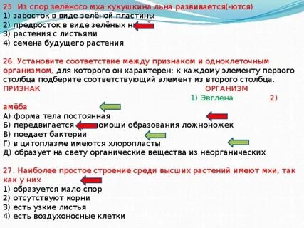 Спор зеленого мха