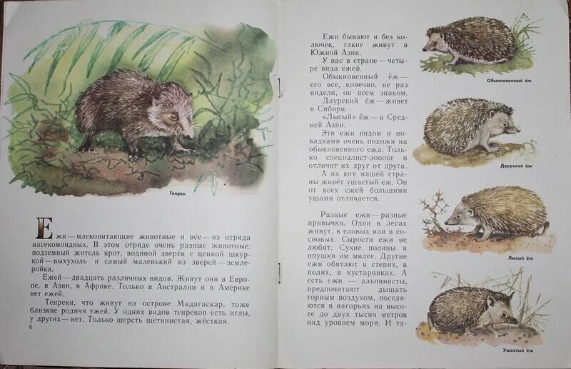 Прочитайте текст и выполните задание обыкновенный еж