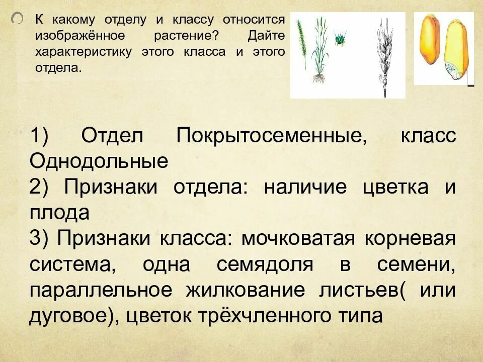 К какому классу относится код. К какому отделу относится это растение. К какому отделу относится изображенное растение. Отделу и классу относят это растение. К какому классу относится растение.