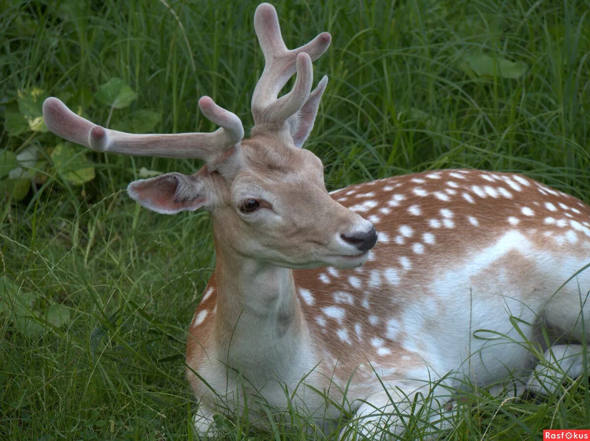 белохвостый олень пятнистый. горная лань. европейская лань оленевые. европейская лань. молодая лань.