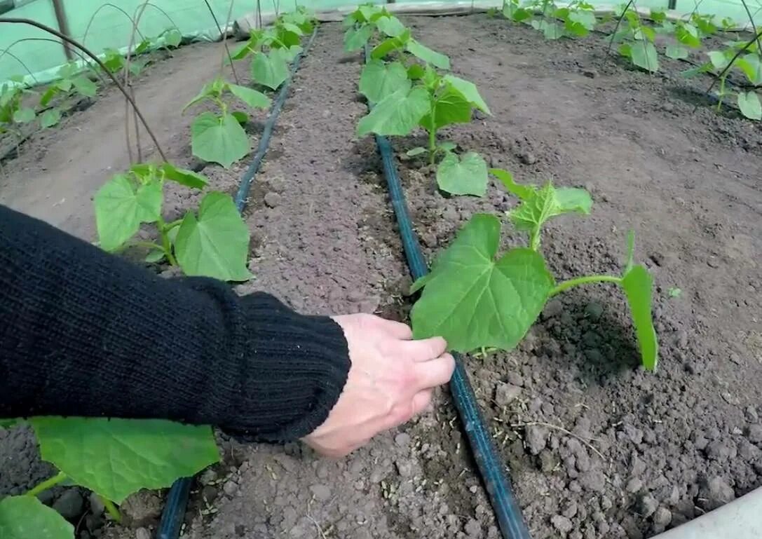 В какую землю сажать огурцы. Высаживание рассады огурцов. Высаживание рассады огурцов в теплицу. Посадка огурцов на рассаду. Высадка огурцов в открытый грунт.