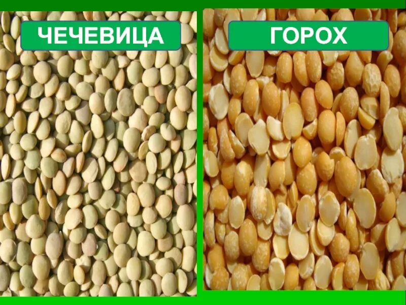 Горох и чечевица. Семена похожие на горох. Крупы похожие на горох. Крупа похожая на горох