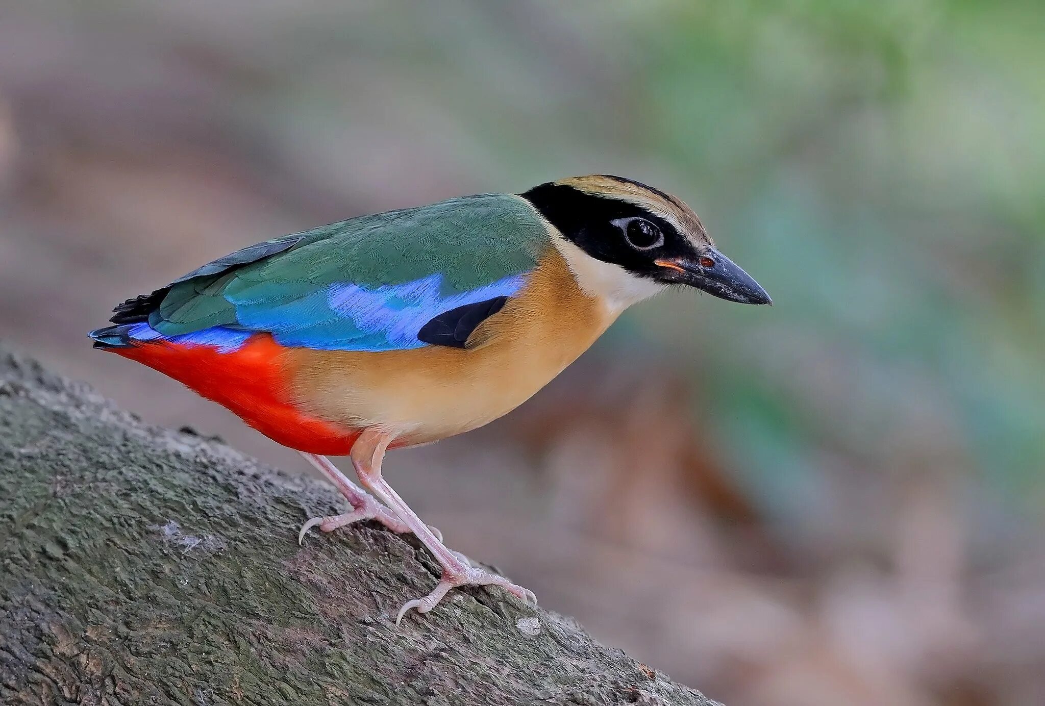 Pitta angolensis. Питта птица. Птица Питта нимфа. Синекрылая Питта. Большая питта