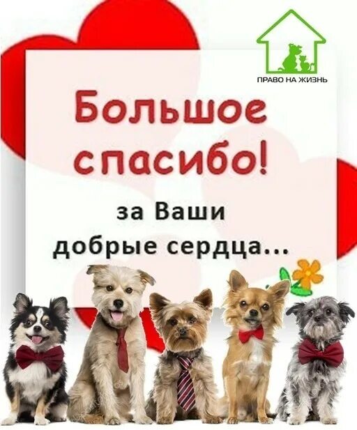 благодарность за помощь приюту для животных. благодарственное письмо приют для животных. благодарность от приюта для животных. благодарность за помощь приюту для бездомных животных. благодарность за помощь бездомным животным.