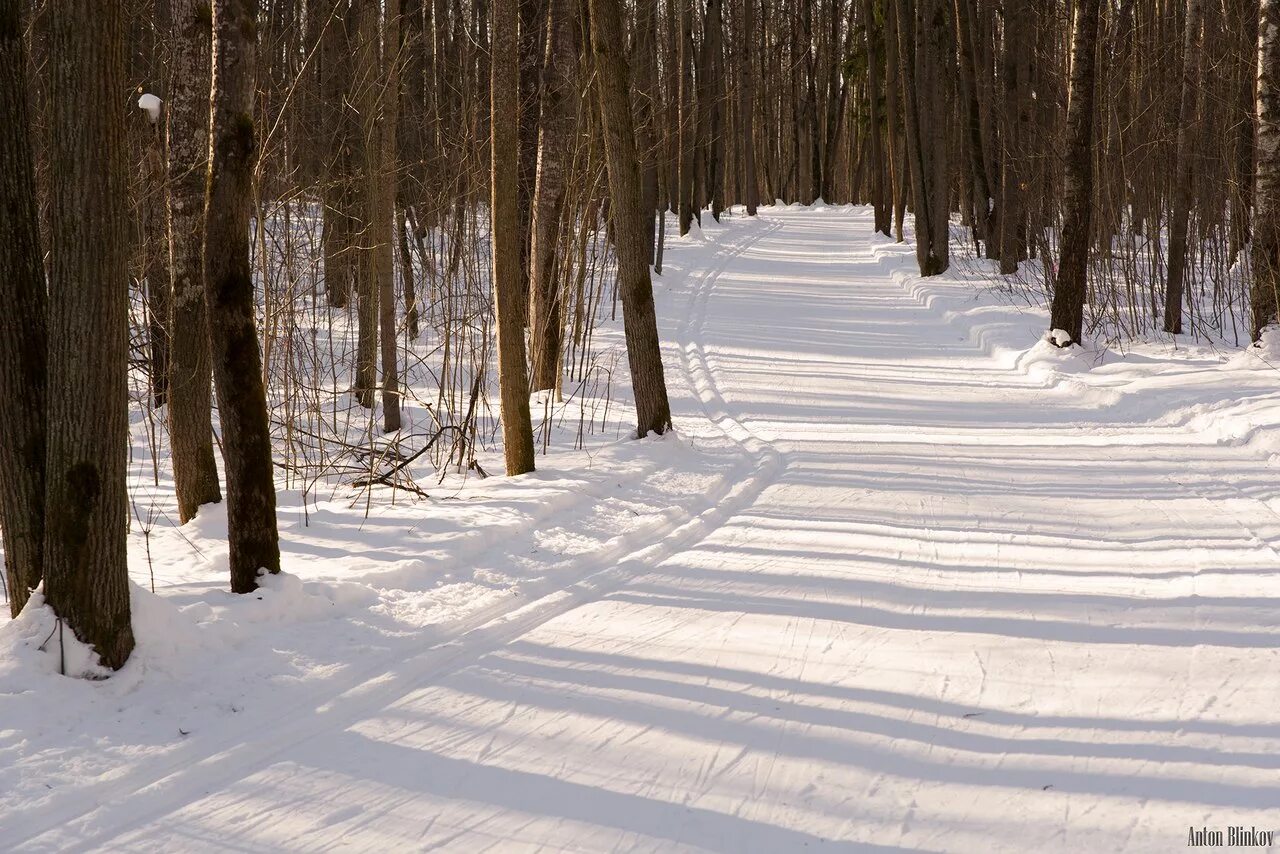 мещерский парк лыжи. мещерский лес лыжная трасса.