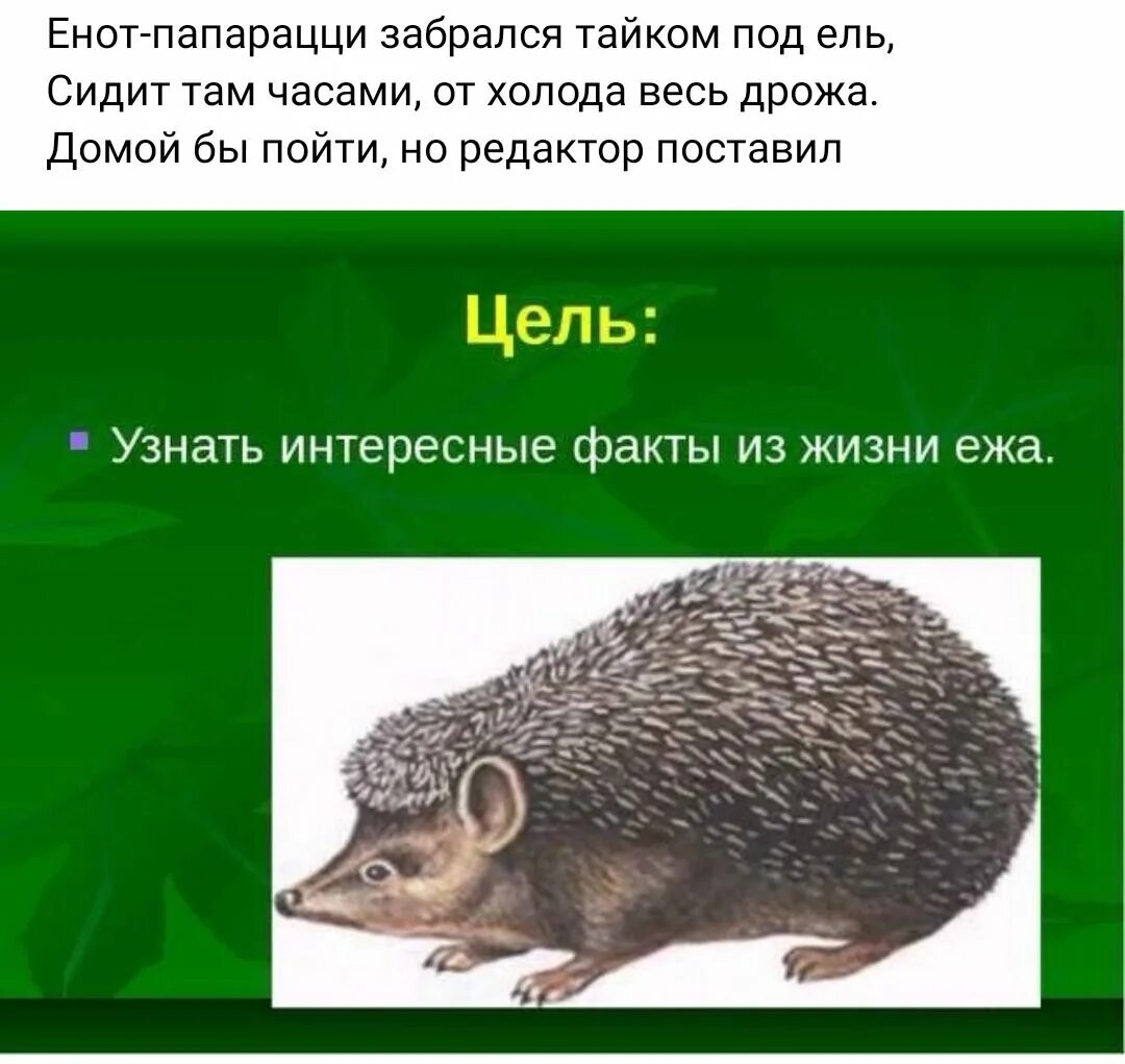 Интересно о ежах. Факты о ежиках. интересные факты о ежах 2 класс. интересные факты о еже. интересная информация про ежиков.