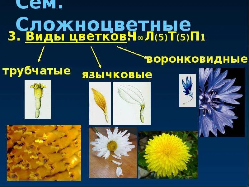 Презентация по биологии разнообразие цветковых. Презентация по биологии разнообразие цветковых