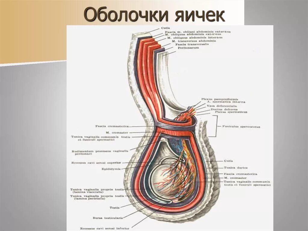 В состав семенного канатика входят. Строение семенного канатика у мужчин анатомия. Семенной канатик строение оболочки. Семенной канатик оболочки мошонки. Строение яичка семенной канатик.