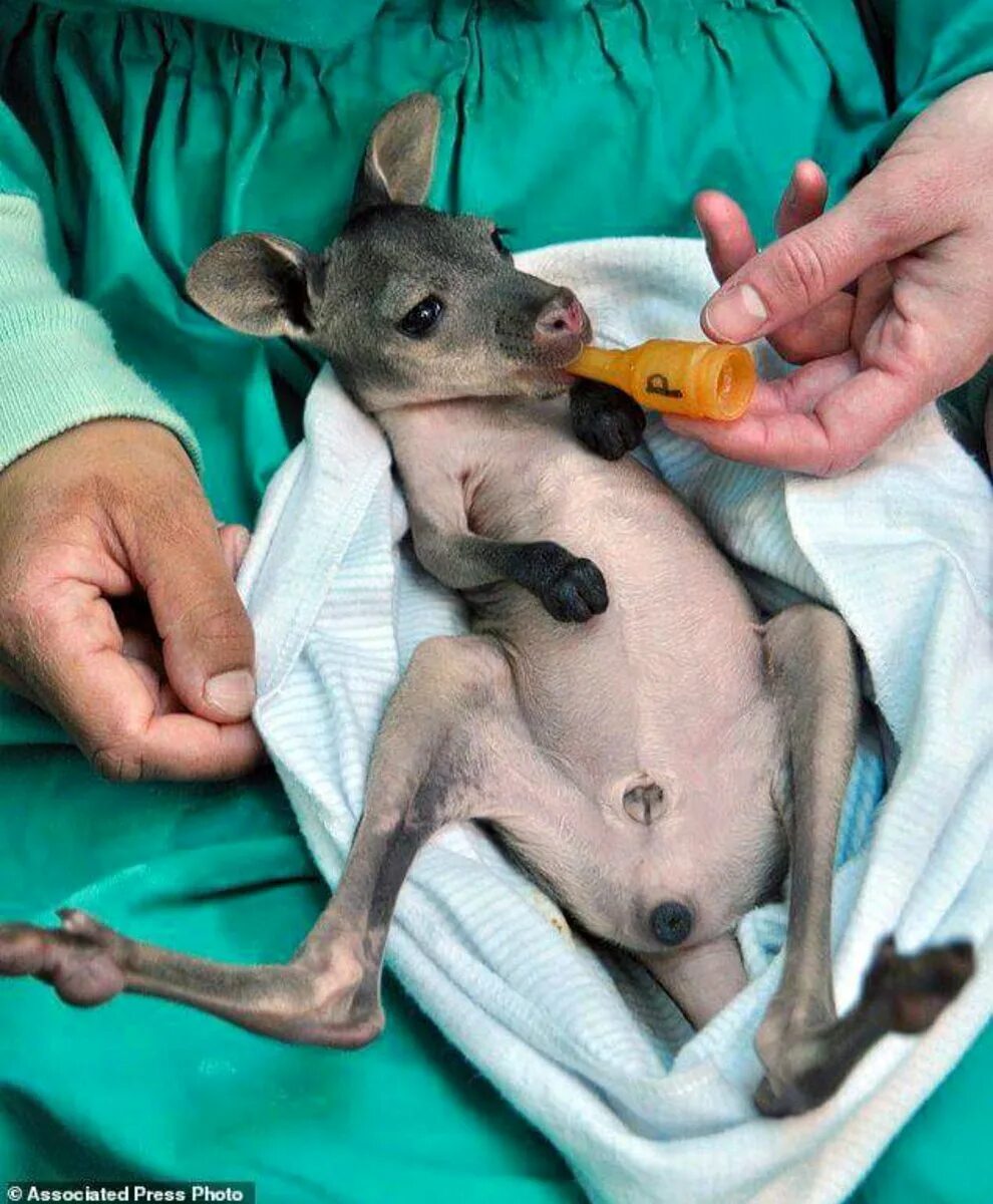 Детёныш кенгуру новорожденный. Кенгуру детеныш кенгуру. Кенгуру с детенышем. Новородившиеся кенгуру. Какое животное рождает