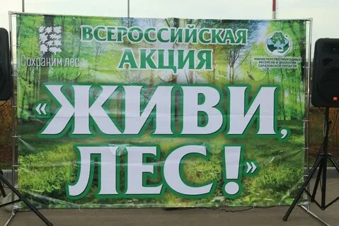 День леса живи лес