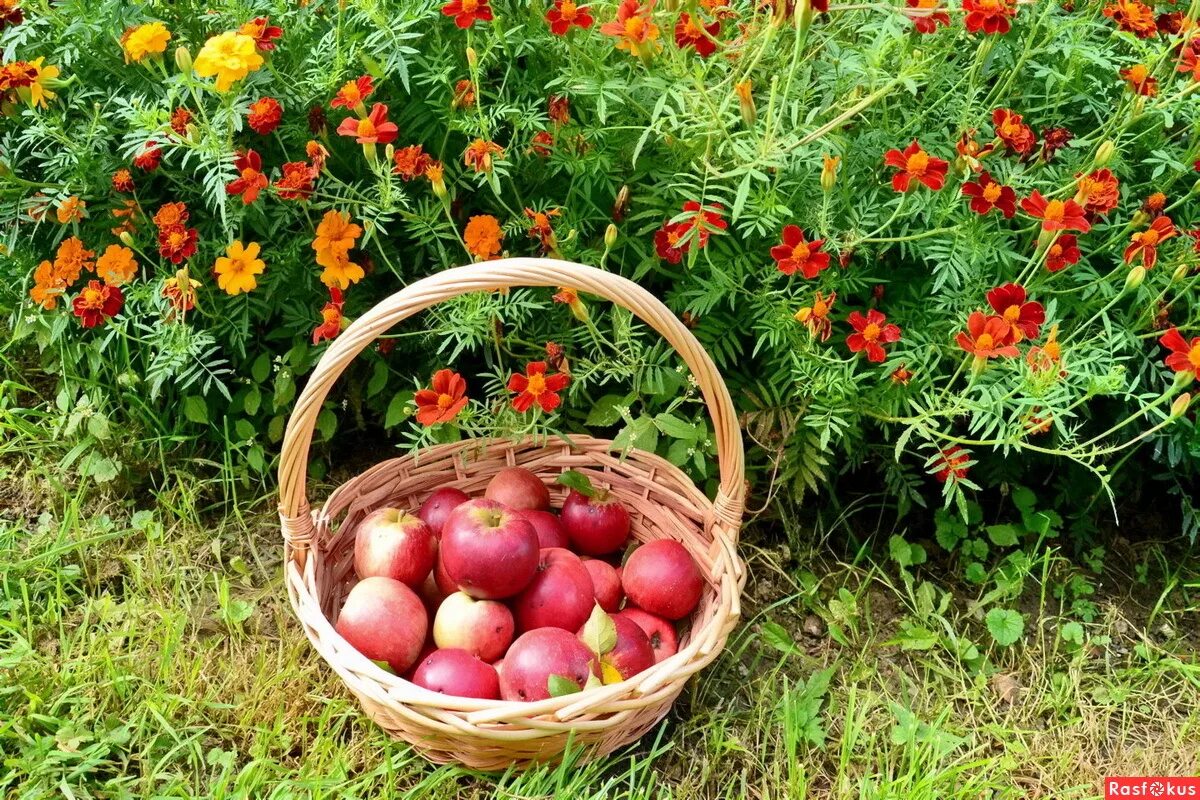 Цветочный урожай, уменьшенный. Корзины с яблоками. Корзина с яблоками в саду. Корзина с фруктами в саду. Корзина с яблоками в саду.