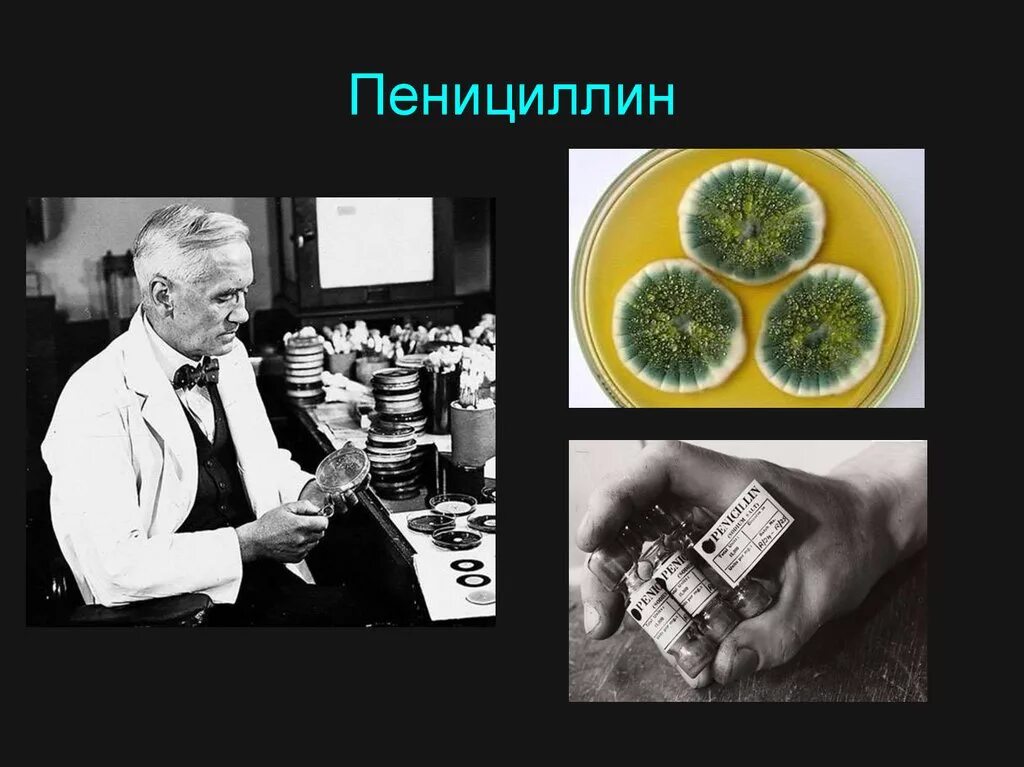 Основы пенициллина. Пенициллин (Penicillium). Пенициллин антибиотик плесень. Пенициллин микробиология. Спасительная плесень пенициллин.