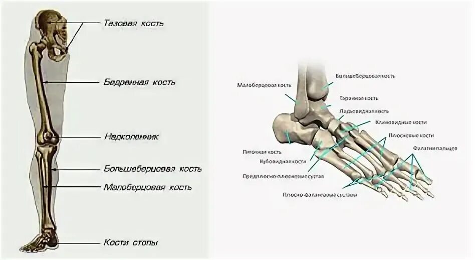 Схема строения ног человека. Схема строения ног человека
