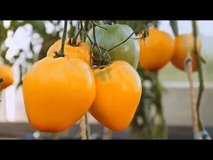 Желтая империя
