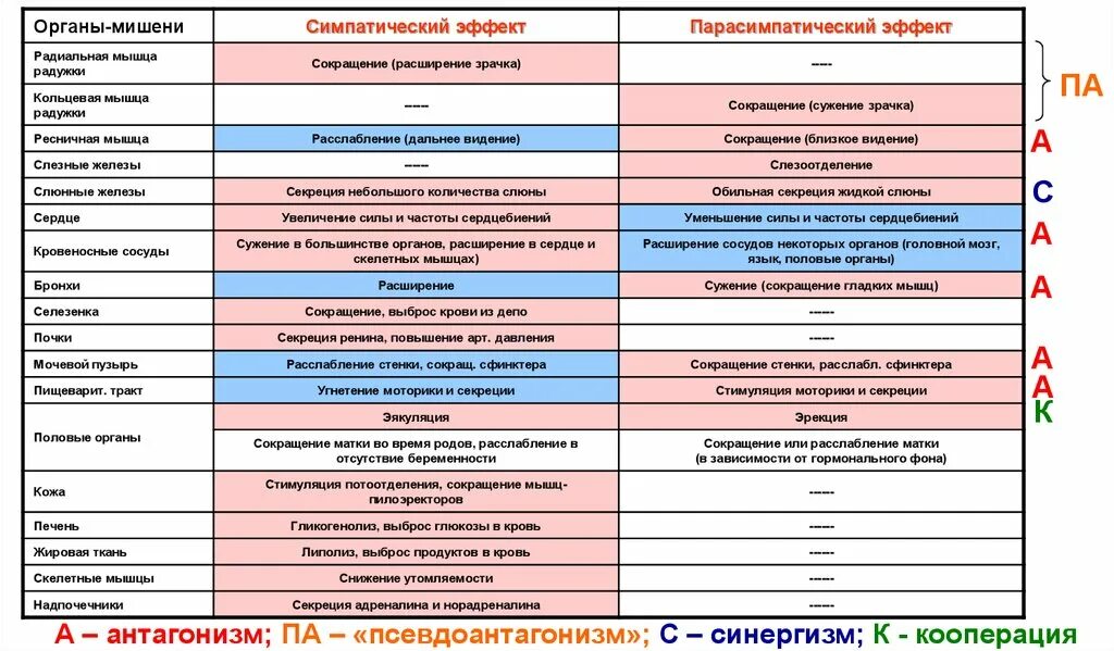 Эндокринные функции при мышечной деятельности. Механизмы регуляции слюноотделения. Эффекты симпатического отдела на органы-мишени. Эндокринная система человека гормоны. Секреция мышц.