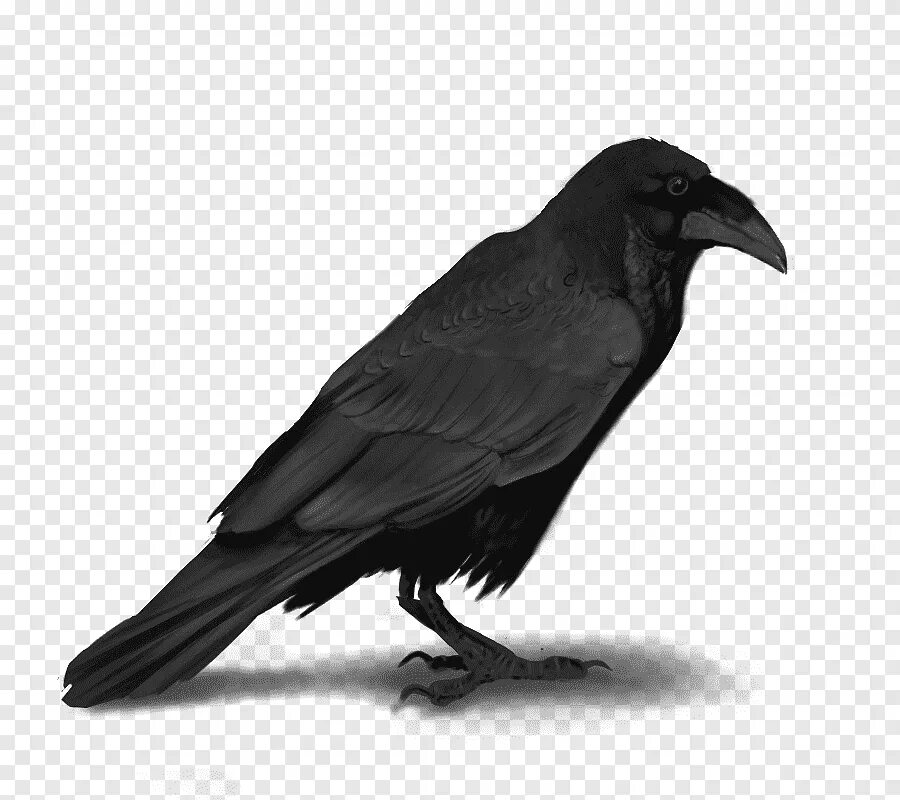 Гуамский ворон. Сорока-ворона. Ворона. Желтоклювая галка. Воронята птенцы ворона.