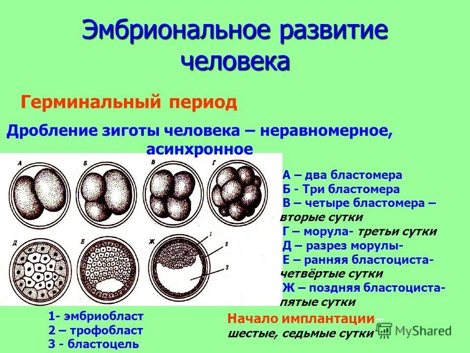 зигота биологическая сущность. зигота биологическая сущность. процесс дробления в эмбриональном развитии. дробление зиготы бластуляция.