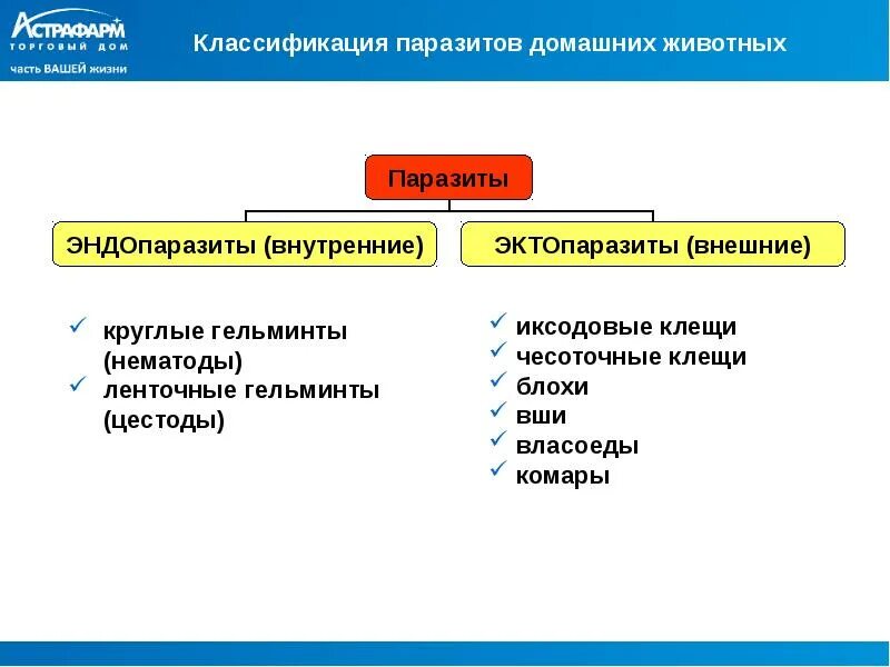 Классификация форм паразитов. Классификация паразитических форм животных. Классификация паразитов схема. Классификация паразитов по локализации. Паразитические организмы группа