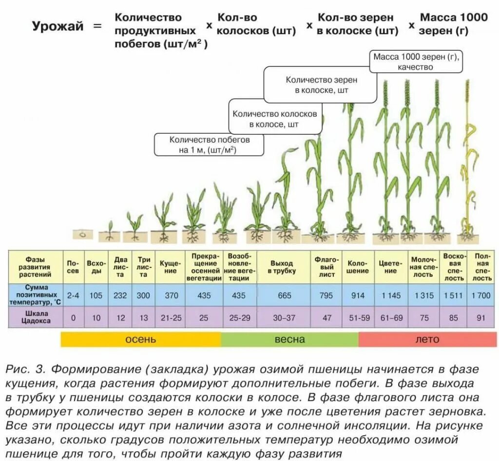 Период вегетации озимой пшеницы. Этапы вегетации озимой пшеницы. Фазы вегетации озимой пшеницы. Фазы развития озимой пшеницы таблица. Сумма эффективных температур