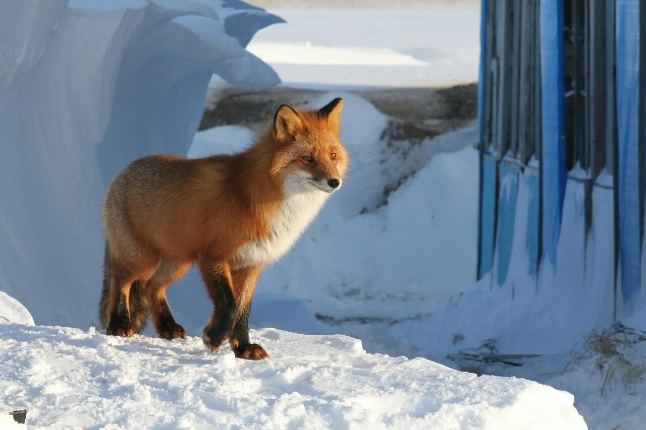 Лисы в городе. Широколиственные леса лиса. Дзао-кицунэ-мура. Лиса картинка. Деревня дзао япония.