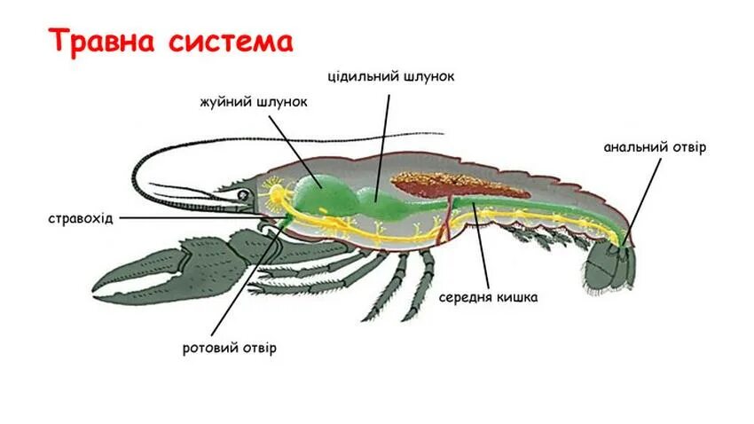 Глаза ракообразных. Строение членистоногих. Пищеварительная система членистоногих. Дыхательная система членистоногих.