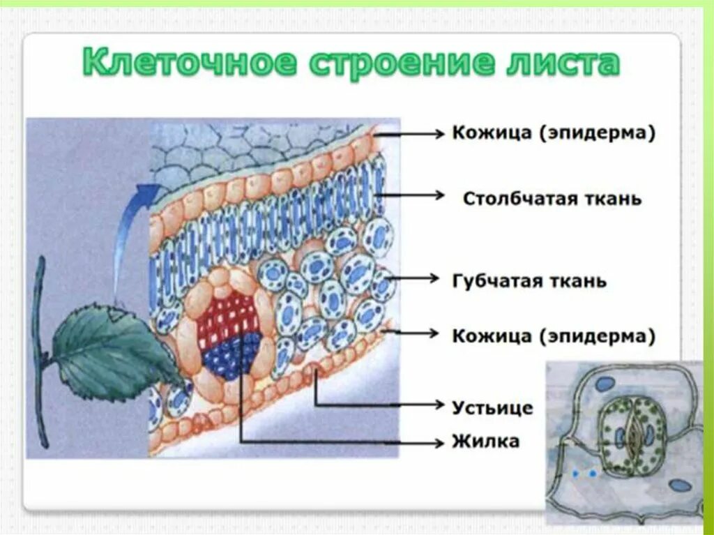 Строение кожицы листа. Кожица листа это ткань. Клеточное строение кожицы листа. Кожица листа строение и функции.