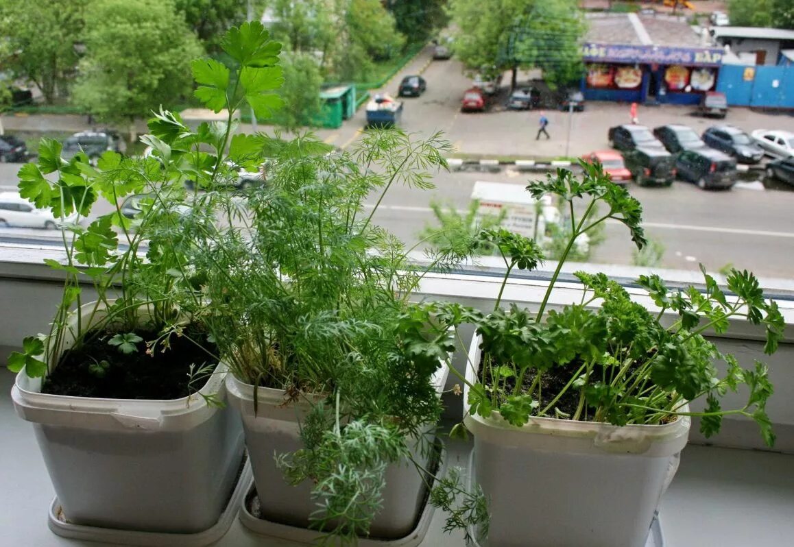 Посадить петрушку на подоконнике. Посадить петрушку на подоконнике. Посадить петрушку на подоконнике. Выгонка петрушки на зелень. Кинза в горшке.