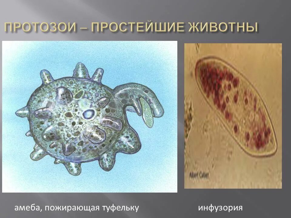 Инфузория-туфелька инфузории. Эвглена и амеба. Бактерии инфузория туфелька и амёба. Инфузория туфелька раскраска. Амеба амеба.