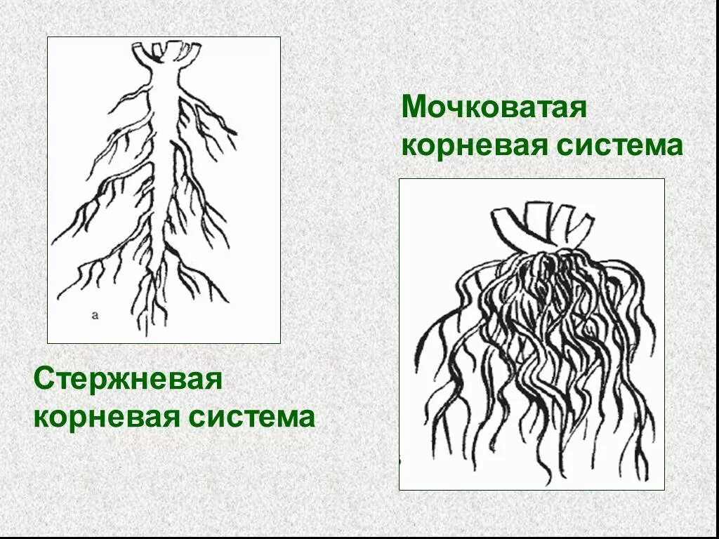 Какой тип корневой системы сформируется если. Стержневая мочковая система корны. Мочковатая корневая система подорожник. Строение корня стержневой системы.