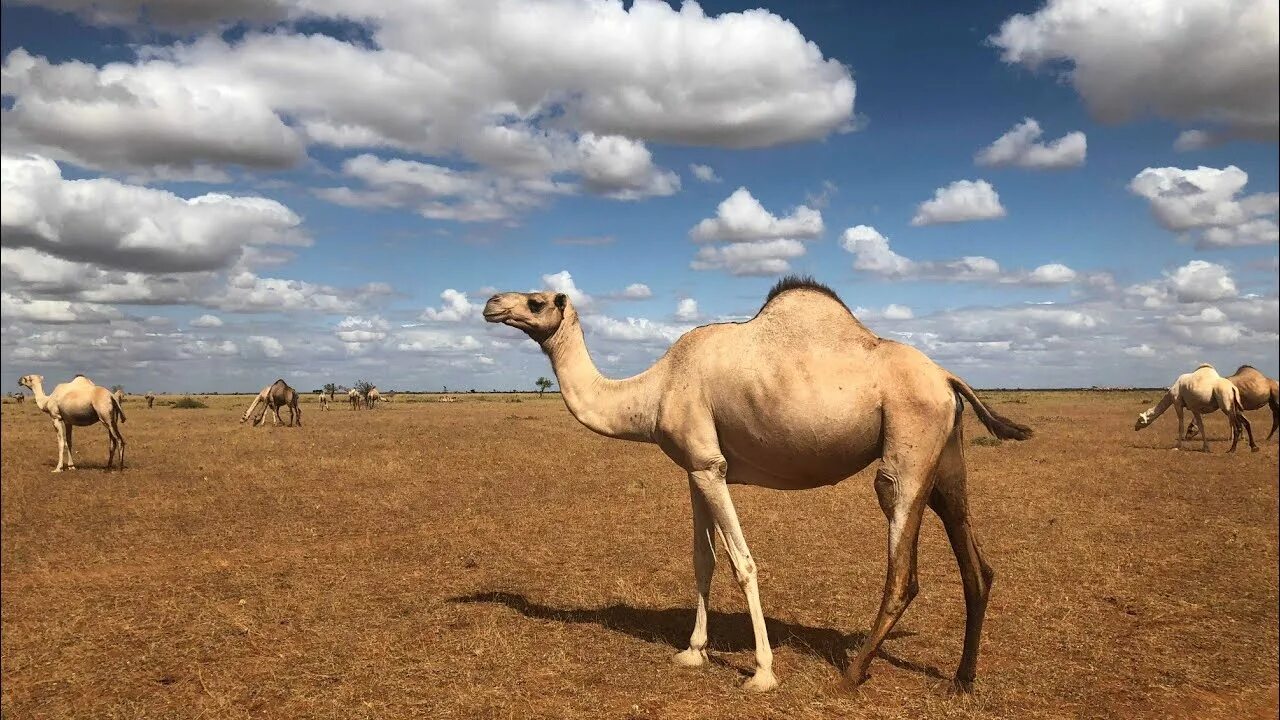 Серый верблюд. Оседланный верблюд. Верблюд альбинос. Одногорбый верблюд. Серые верблюды.