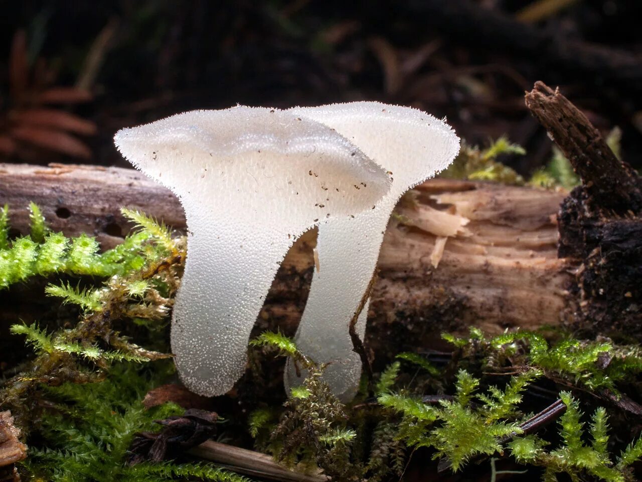 Ложноежовик студенистый гриб. Грибы ежовик студенистый. Гигантский студенистый куб. Студенистый. Ежовик студенистый.