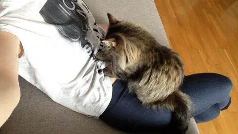 Почему коты топчут