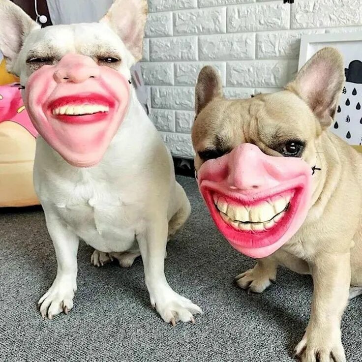PsBattle: These dogs in masks Dog muzzle, Funny dogs, Dog mask