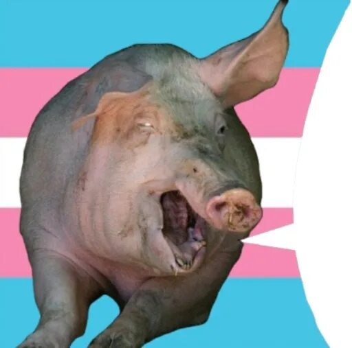 Свинки говорят. Грызунчик для морских свинок. Свинки говорят. Свинья самое умное животное. Фильм поросенок арло.