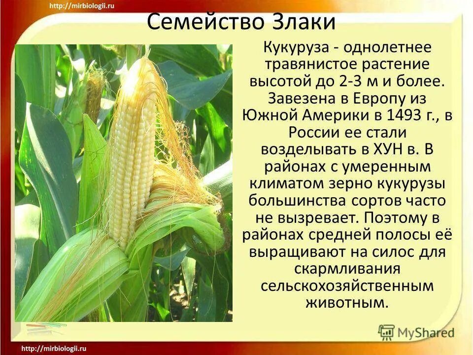 Какие листья имеет кукуруза. Какие листья имеет кукуруза
