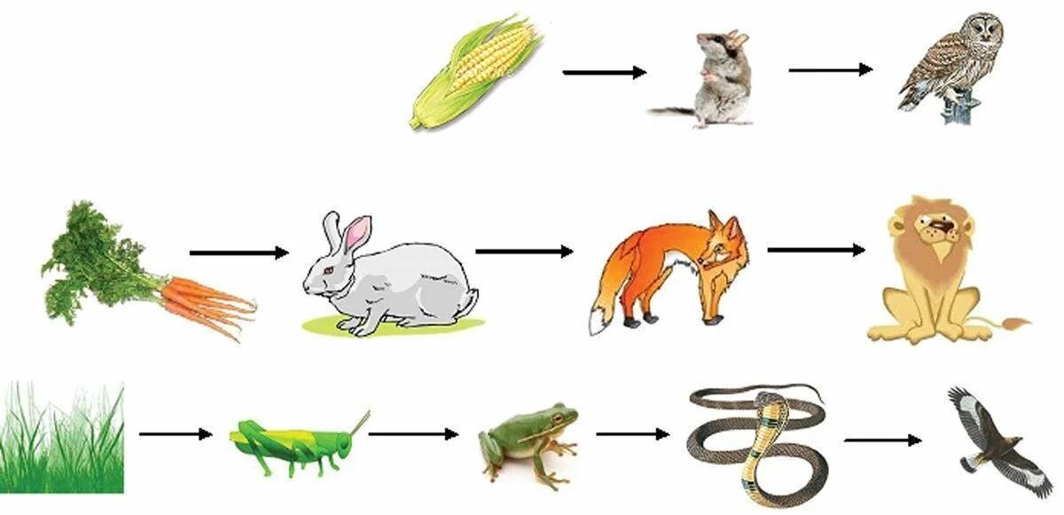 Пищевая цепочка биология 6. Пищевые Цепочки 5 класс биология. Схема цепи питания животных. Цепь питания в тайге. Пищевая цепочка в природе 5 класс биология