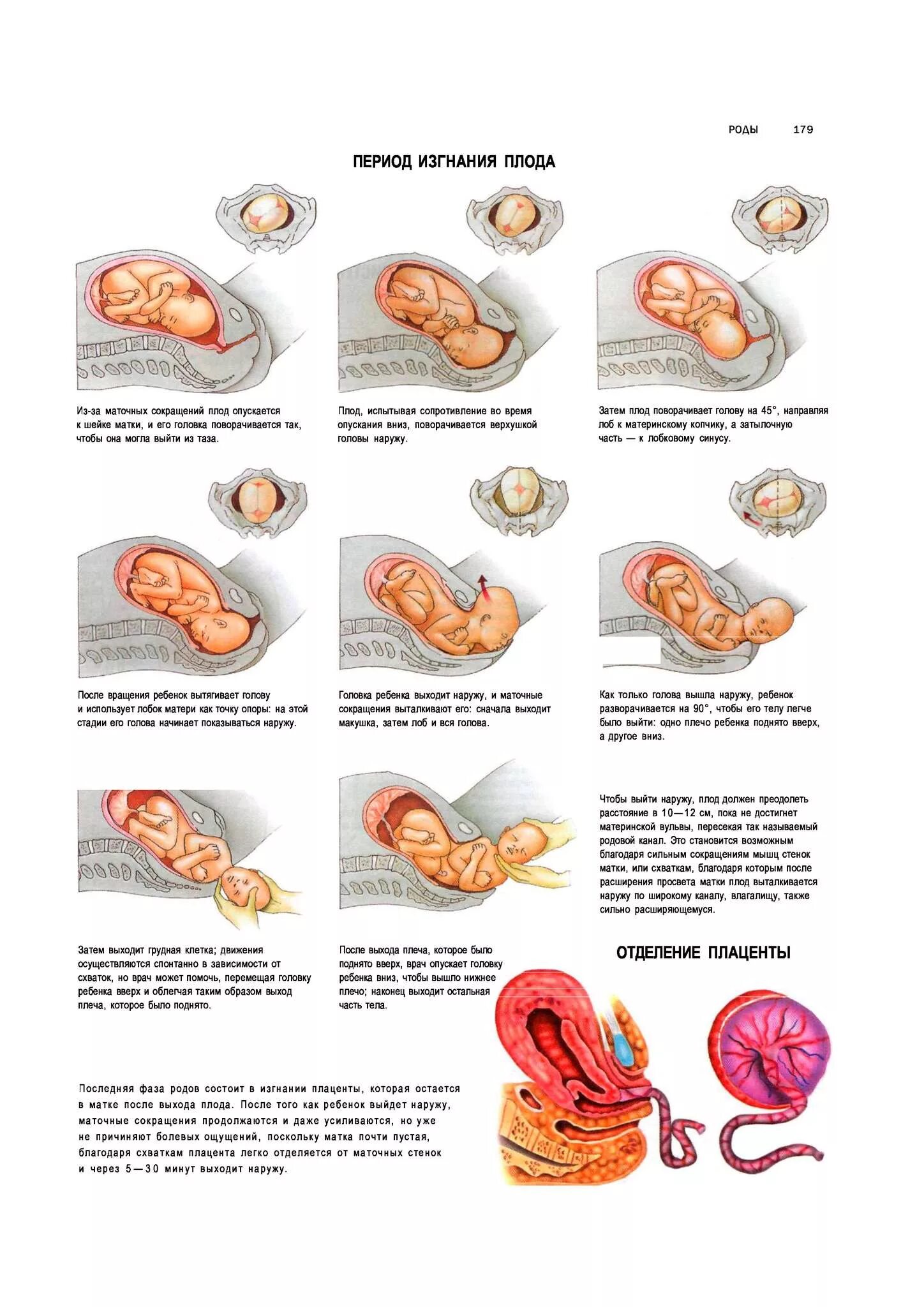 После первого рода. Биомеханизм родов периоды изгнания. Продвижение плода по родовым путям. Процесс рождения ребенка. Этапы продвижения ребенка по родовым путям.
