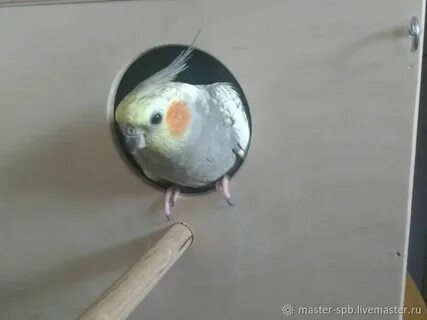 Гнездо для попугаев корелла