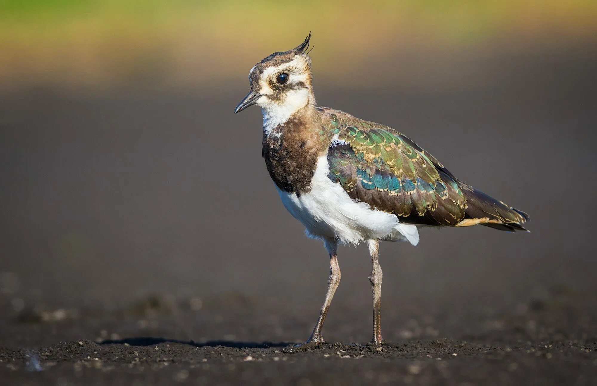 Чибис Vanellus Vanellus. Чибис пигалица птица. Чибис Луговой. Полевой Чибис.